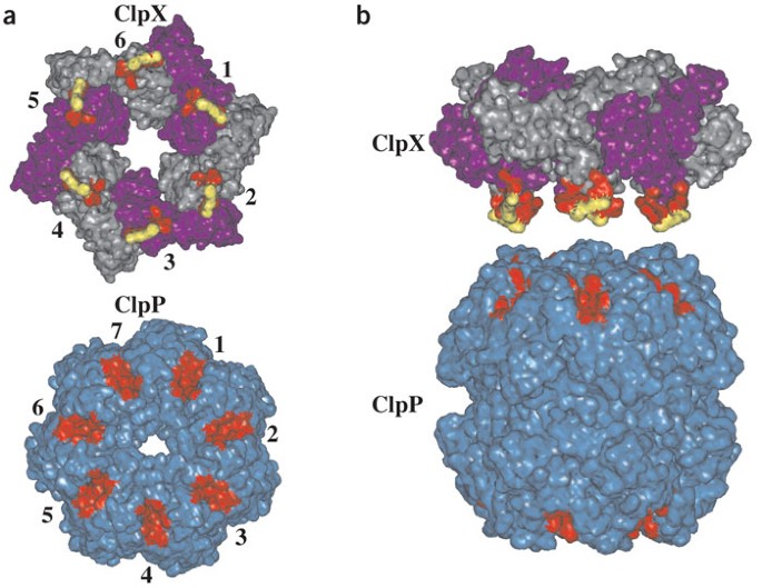 Communication between ClpX and ClpP during substrate processing and degradation