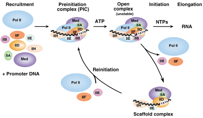 Structure and mechanism of the RNA polymerase II transcription 