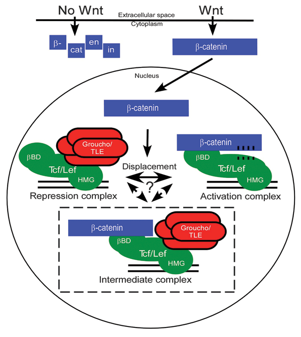 Β-catenin directly displaces groucho/tle repressors from tcf/lef in wnt-mediated transcription activation