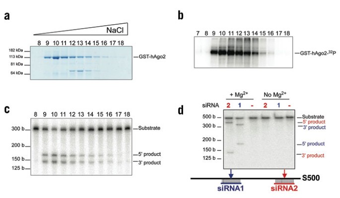 Purified argonaute2 and an sirna form recombinant human risc