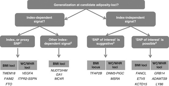 Generalization of adiposity genetic loci to us hispanic women
