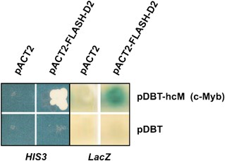 Flash acts as a co-activator of the transcription factor c-myb and localizes to active rna polymerase ii foci