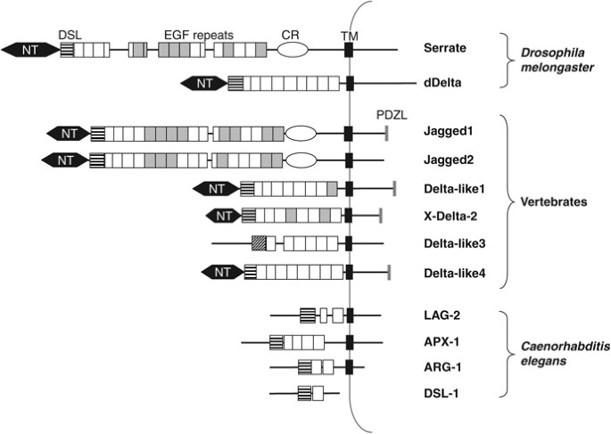 The Many Facets Of Notch Ligands Oncogene The Many Facets Of Notch Ligands Oncogene