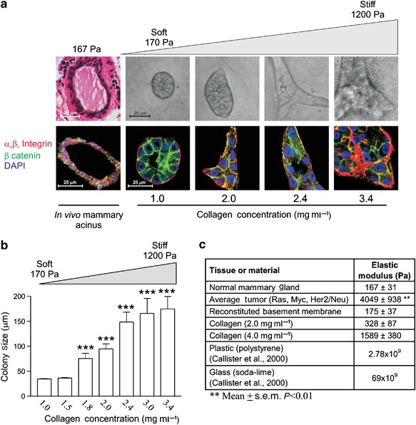 Biomechanical regulation of cell orientation and fate