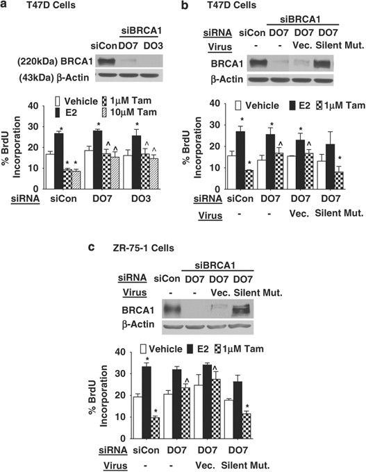 Decreased brca1 confers tamoxifen resistance in breast cancer cells by altering estrogen receptor–coregulator interactions