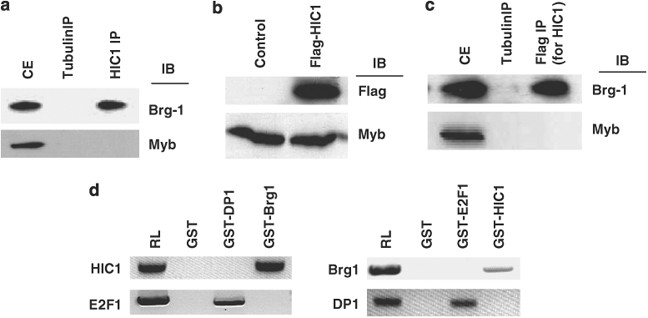 Requirement for chromatin-remodeling complex in novel tumor suppressor hic1-mediated transcriptional repression and growth control