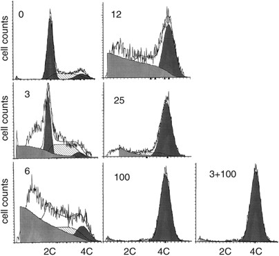 Mechanism of G1-like arrest by low concentrations of paclitaxel: next cell cycle p53-dependent arrest with sub G1 DNA content mediated by prolonged mitosis