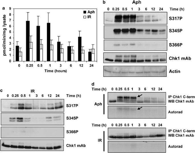 Chk1 c-terminal regulatory phosphorylation mediates checkpoint activation by de-repression of chk1 catalytic activity