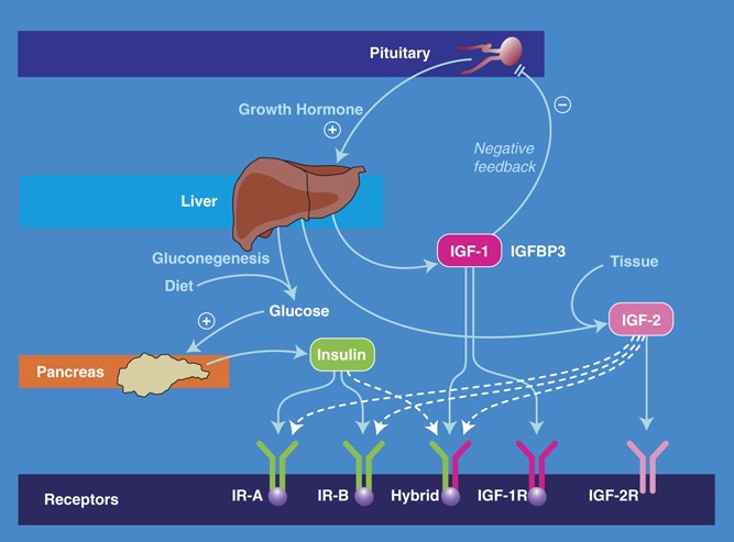 Инсулин и гормон роста. BDNF белок. Кортизол и аутизм. IGF 2022. Гипотетическая роль IGF-1 И MGF В жизненном цикле миосателлитов.