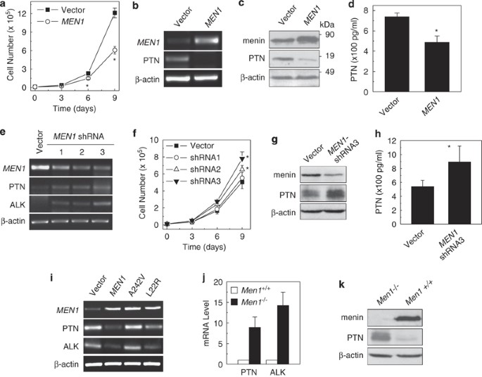 Suppression of lung adenocarcinoma through menin and polycomb gene-mediated repression of growth factor pleiotrophin