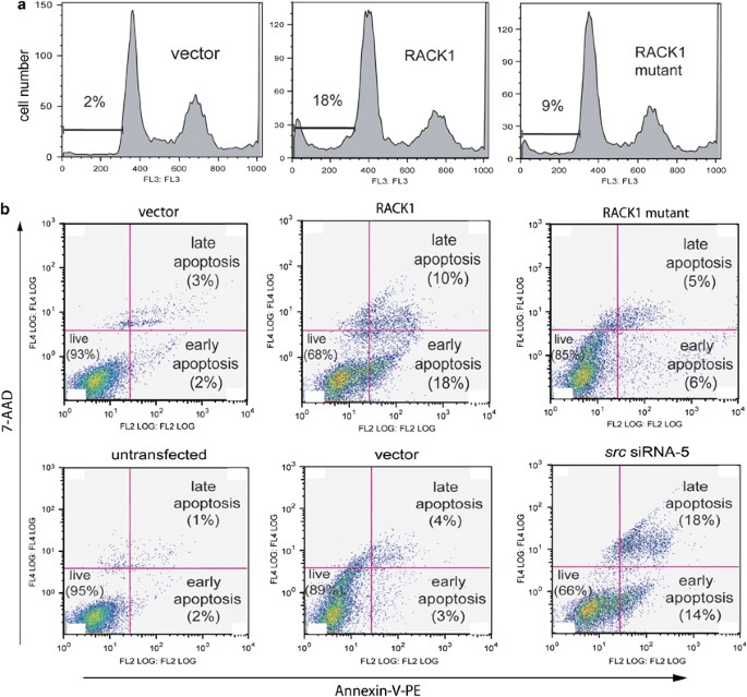 A novel pro-apoptotic function of rack1: suppression of src activity in the intrinsic and akt pathways
