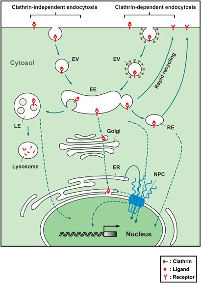 Nuclear trafficking of the epidermal growth factor receptor family membrane proteins