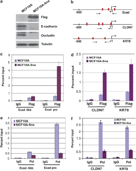 Grafico illustrativo per calcoli probabilistici nei bonus SNAI