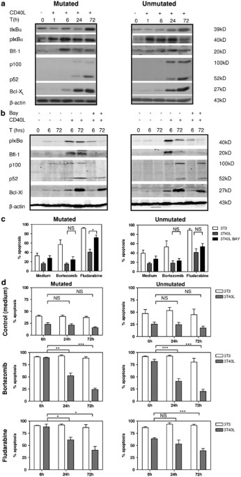 Dichotomy in NF-κB signaling and chemoresistance in immunoglobulin variable  heavy-chain-mutated versus unmutated CLL cells upon CD40/TLR9 triggering |  Oncogene