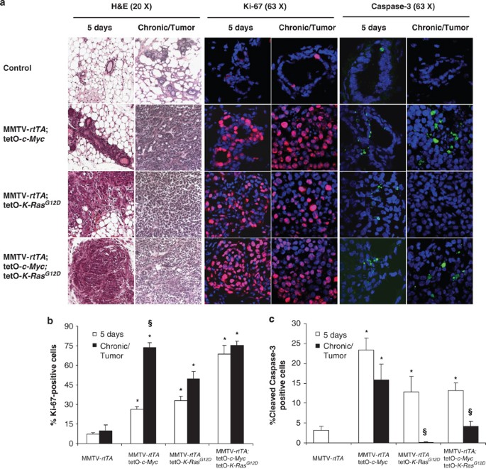 The ras oncogene signals centrosome amplification in mammary epithelial cells through cyclin d1/cdk4 and nek2