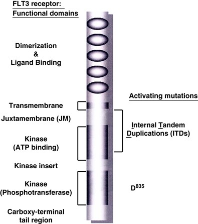 Drug Resistance In Mutant Flt3 Positive Aml Oncogene