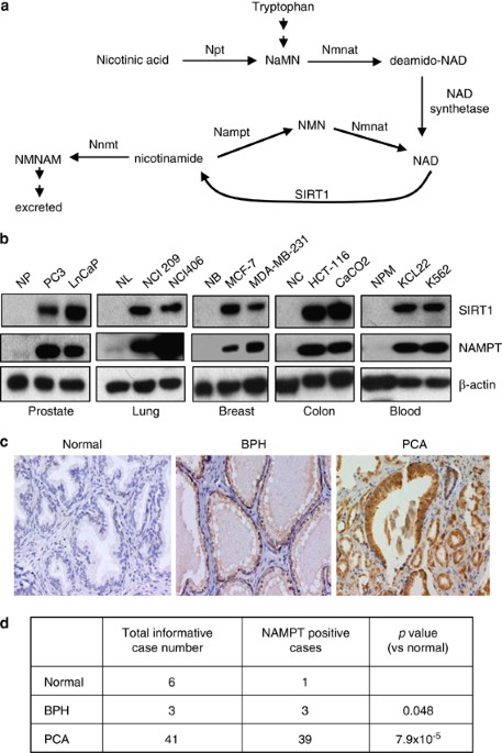 cjc-1295 ipamorelin pulsatile gh release The secret behind better sleep, fat loss & muscle recovery? Meet CJC- 1295.  CJC-1295 stimulates your pituitary gland to release growth hormone in a  physiologic rhythm  improving recovery, fat