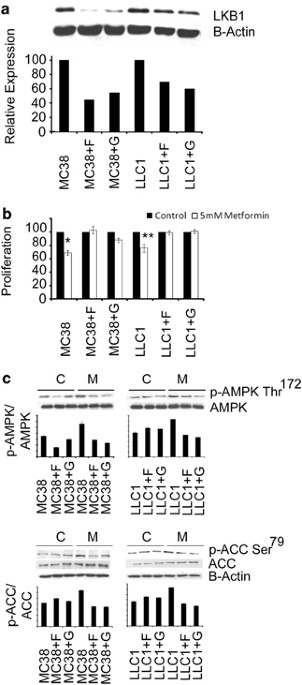 Diet and tumor lkb1 expression interact to determine sensitivity to anti-neoplastic effects of metformin in vivo