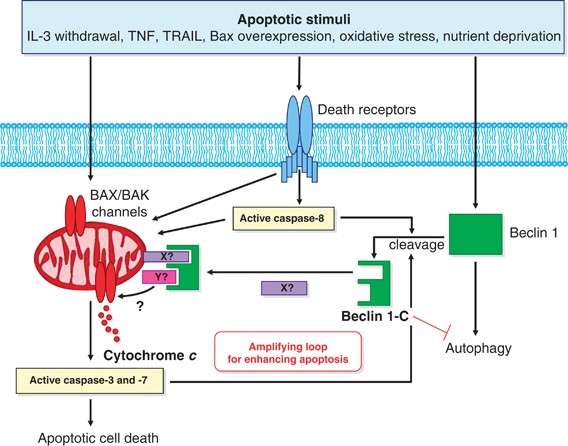 Erratum: Cross talk between apoptosis and autophagy by caspase-mediated cleavage of Beclin 1
