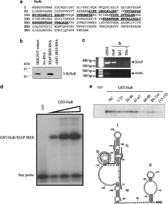 RNA-binding protein HuR mediates cytoprotection through stimulation of XIAP translation
