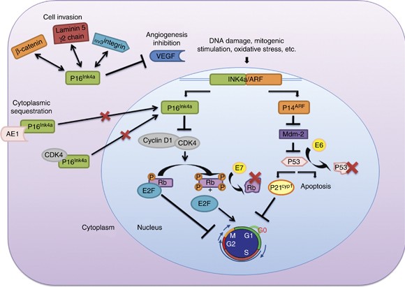 hpv tumor suppressor genes tumore bocca papilloma virus