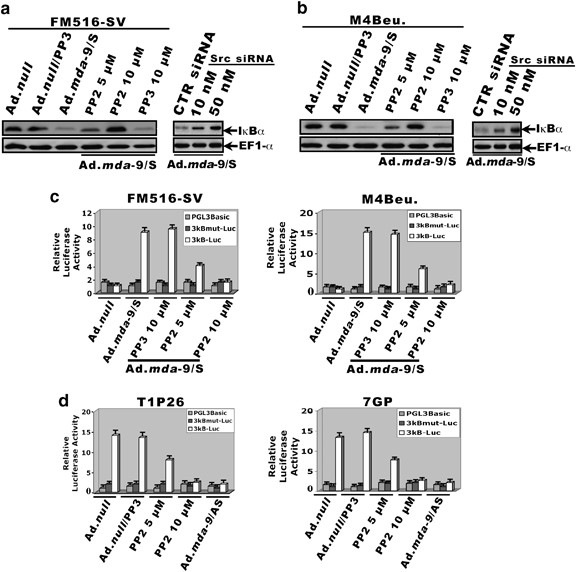 Src kinase activation is mandatory for mda-9/syntenin-mediated activation of nuclear factor-κb