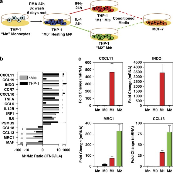 Macrophage-elicited loss of estrogen receptor-α in breast cancer cells via involvement of mapk and c-jun at the esr1 genomic locus