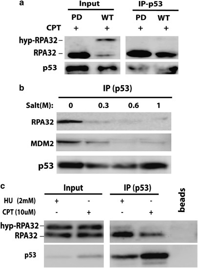 Dna Pk Atm And Atr Collaboratively Regulate P53 Rpa Interaction To Facilitate Homologous Recombination Dna Repair Oncogene