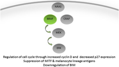 Map kinase signaling and inhibition in melanoma
