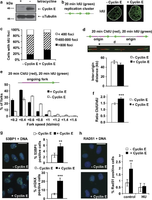 Increased Replication Initiation And Conflicts With Transcription Underlie Cyclin E Induced Replication Stress Oncogene