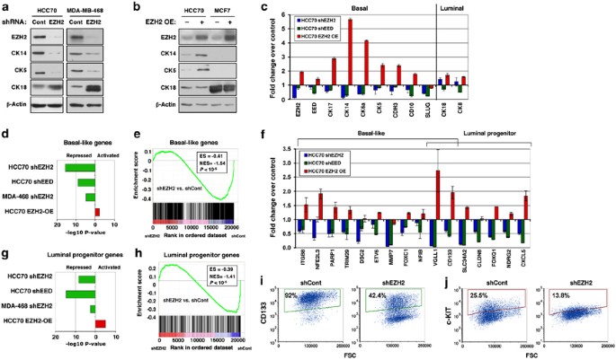 Ezh2 promotes a bi-lineage identity in basal-like breast cancer cells