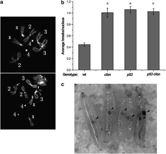 The tumor suppressor caliban regulates dna damage-induced apoptosis through p53-dependent and -independent activity