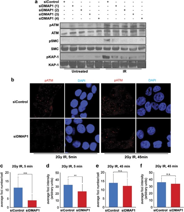 Dmap1 is an essential regulator of atm activity and function