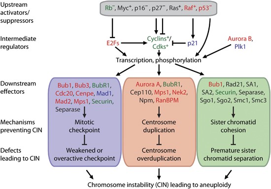 The cancer biology of whole-chromosome instability