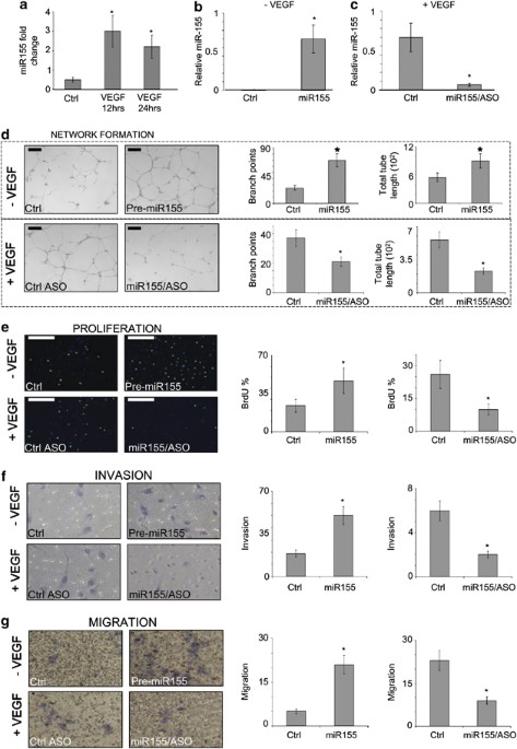 Upregulation of mirna-155 promotes tumour angiogenesis by targeting vhl and is associated with poor prognosis and triple-negative breast cancer