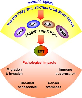 Multilayer Control Of The Emt Master Regulators Oncogene Multilayer Control Of The Emt Master Regulators Oncogene