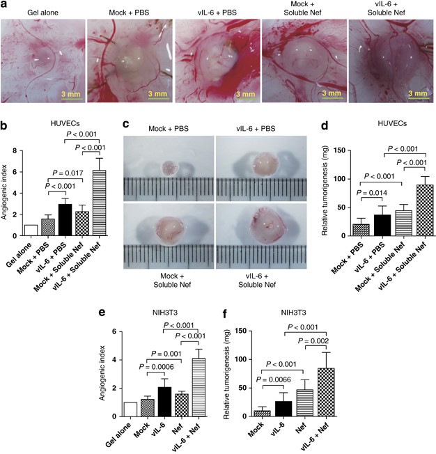 https://media.springernature.com/m685/springer-static/image/art%3A10.1038%2Fonc.2013.136/MediaObjects/41388_2014_Article_BFonc2013136_Fig3_HTML.jpg