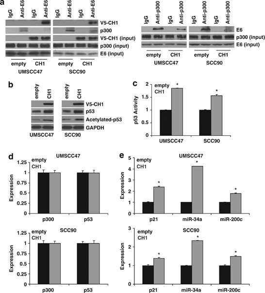 Targeting HPV16 E6-p300 interaction reactivates p53 and inhibits the tumorigenicity of HPV-positive head and neck squamous cell carcinoma