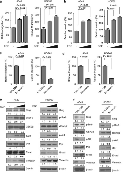 Gsk3β controls epithelial–mesenchymal transition and tumor metastasis by chip-mediated degradation of slug