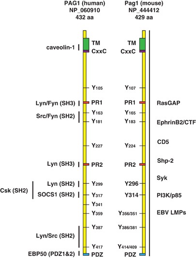 PAG - a multipurpose transmembrane adaptor protein | Oncogene