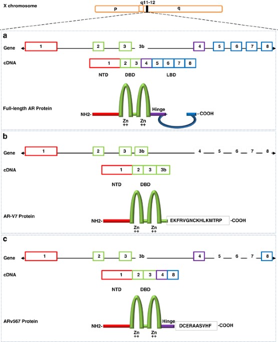 Targeting The Androgen Receptor Pathway In Castration Resistant Prostate Cancer Progresses And Prospects Oncogene