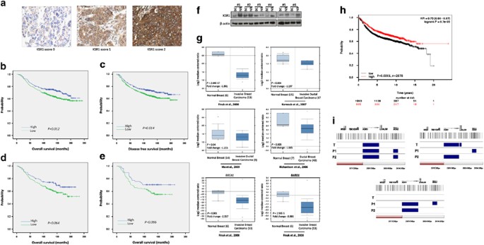 Ksr1 regulates brca1 degradation and inhibits breast cancer growth