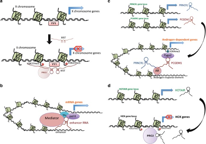 junk dna and the long non coding rna