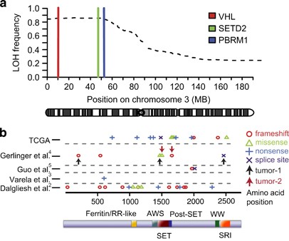 Setd2 Loss Of Function Promotes Renal Cancer Branched Evolution Through Replication Stress And Impaired Dna Repair Oncogene