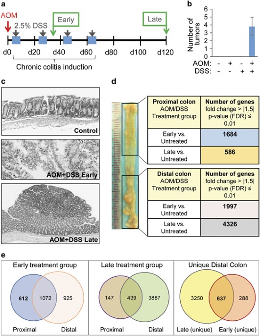 Apolipoprotein A I Inhibits Experimental Colitis And Colitis Propelled Carcinogenesis Oncogene