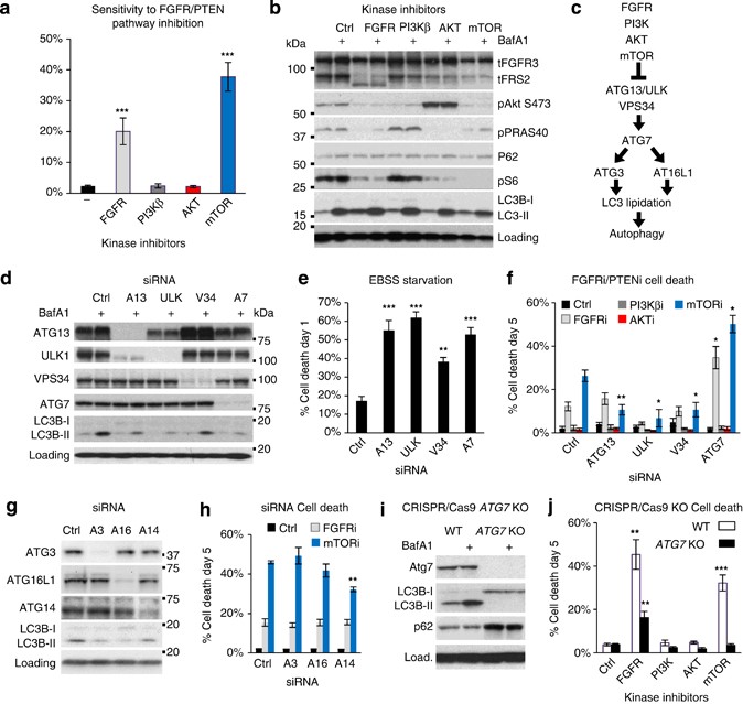 Inhibition Of Cholesterol Metabolism Underlies Synergy Between Mtor Pathway Inhibition And Chloroquine In Bladder Cancer Cells Oncogene