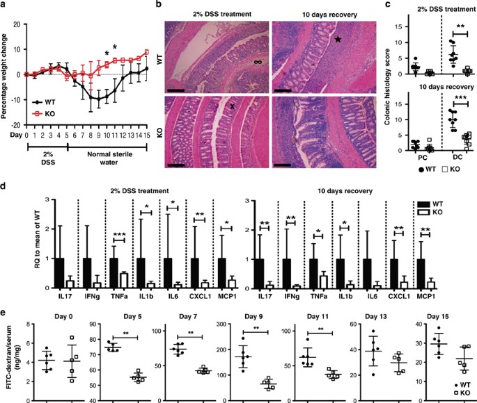 DUSP10 regulates intestinal epithelial cell growth and colorectal  tumorigenesis | Oncogene