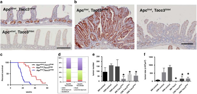 Suppression Of Intestinal Tumors By Targeting The Mitotic Spindle Of Intestinal Stem Cells Oncogene