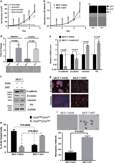 Androgen and ar contribute to breast cancer development and metastasis: an insight of mechanisms