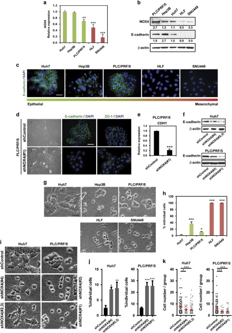 The Nadph Oxidase Nox4 Represses Epithelial To Amoeboid Transition And Efficient Tumour Dissemination Oncogene The Nadph Oxidase Nox4 Represses Epithelial To Amoeboid Transition And Efficient Tumour Dissemination Oncogene